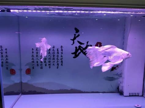 養魚意思